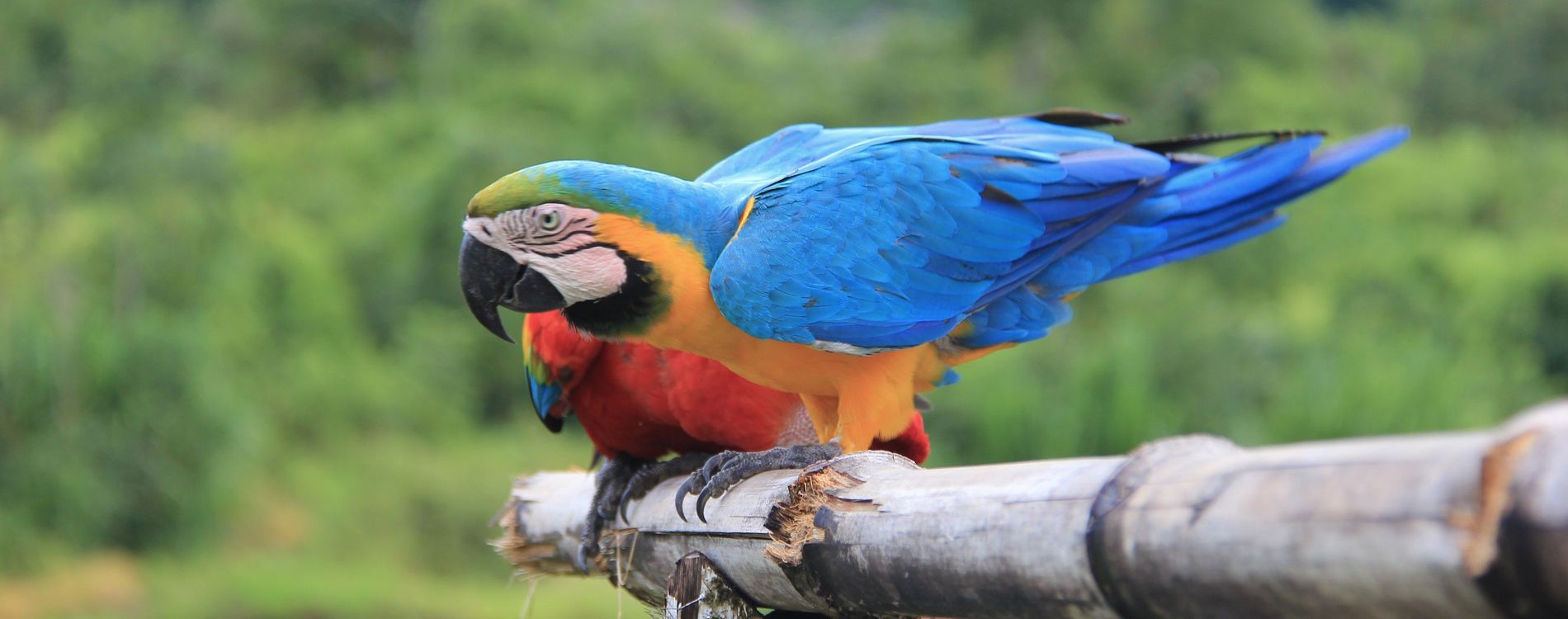 Manu National Park 4Days/3Nights