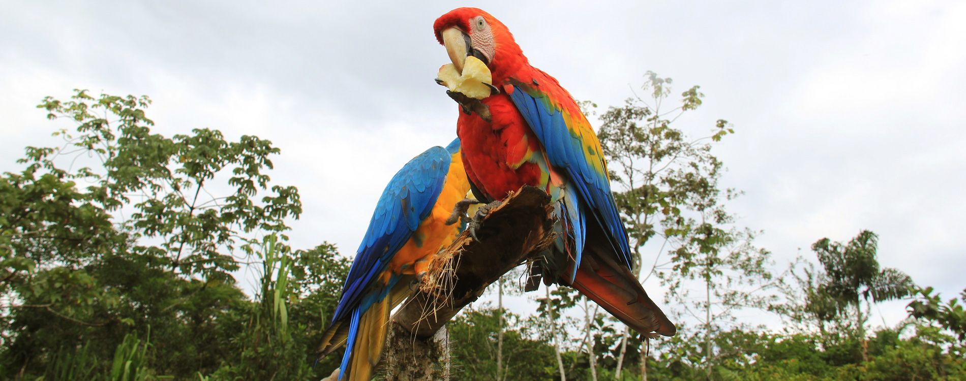 Manu National Park  6Days/5Nights