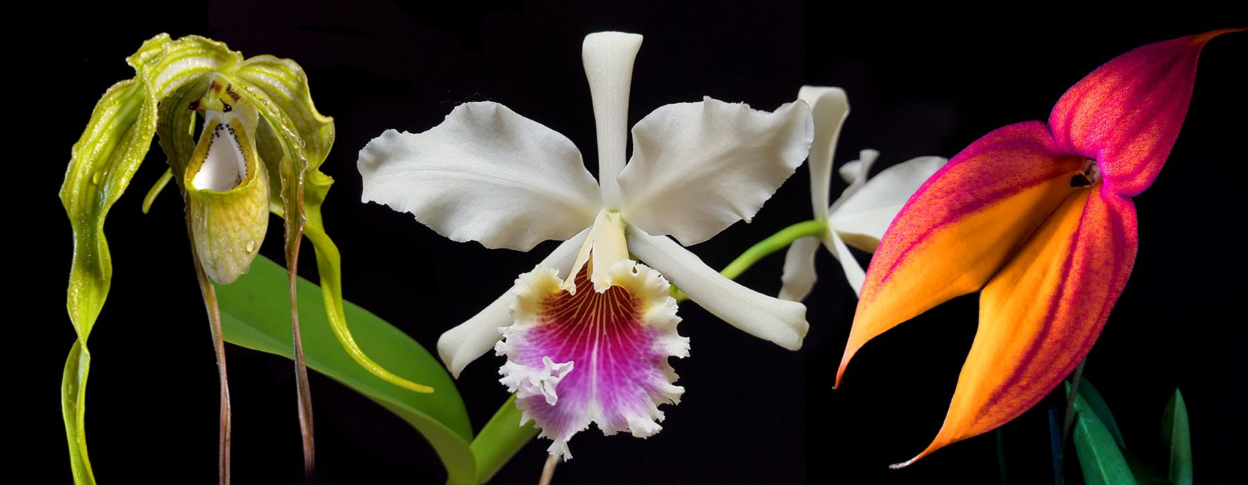 Orchid Diversity in Machu Picchu