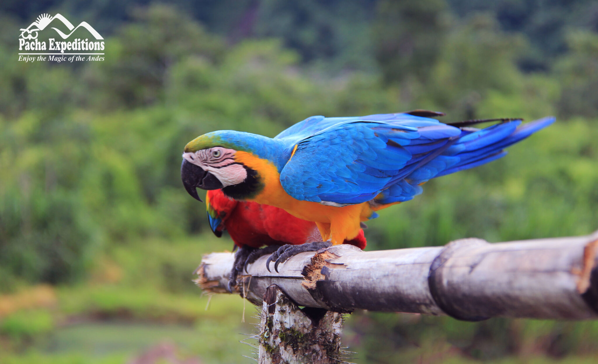 Manu Jungle Trek | Jungle Trips Adventure | Pacha Expeditions