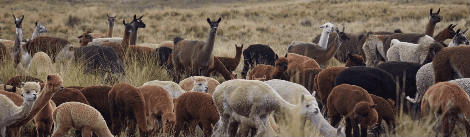 South American Camelids.